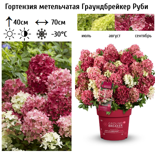 Гортензия метельчатая "Граундбрейкер Руби"