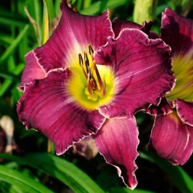 Лилейник "Беттилен"