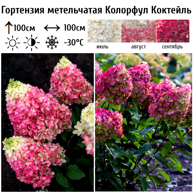 Гортензия метельчатая "Колорфул Коктейль"