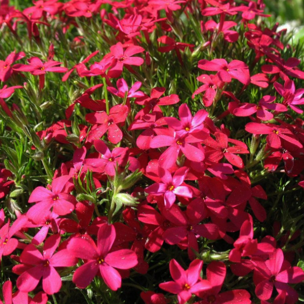 Флокс шиловидный "Атропурпуреа"