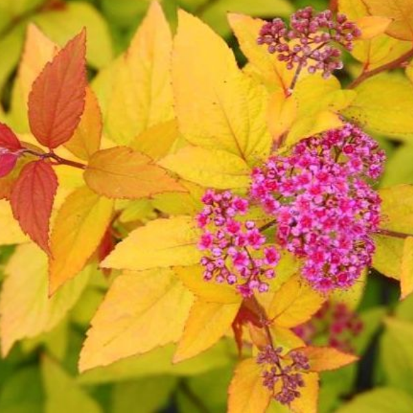 Спирея японская "Файерлайт"