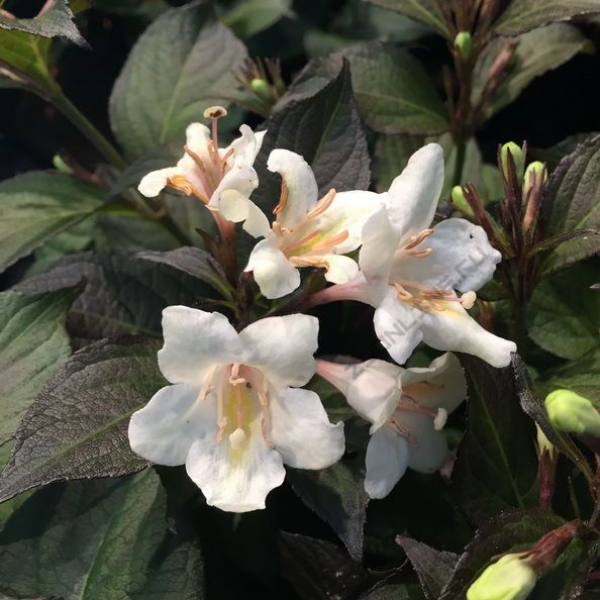 Вейгела цветущая  "Эбони энд Айвори"