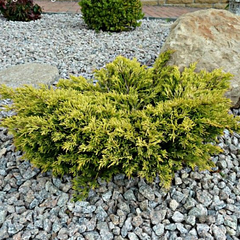 Можжевельник горизонтальный "Лаймглоу" 