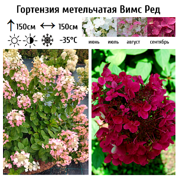 Гортензия метельчатая "Вимс Ред" 