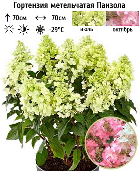 Гортензия метельчатая "Панзола" 