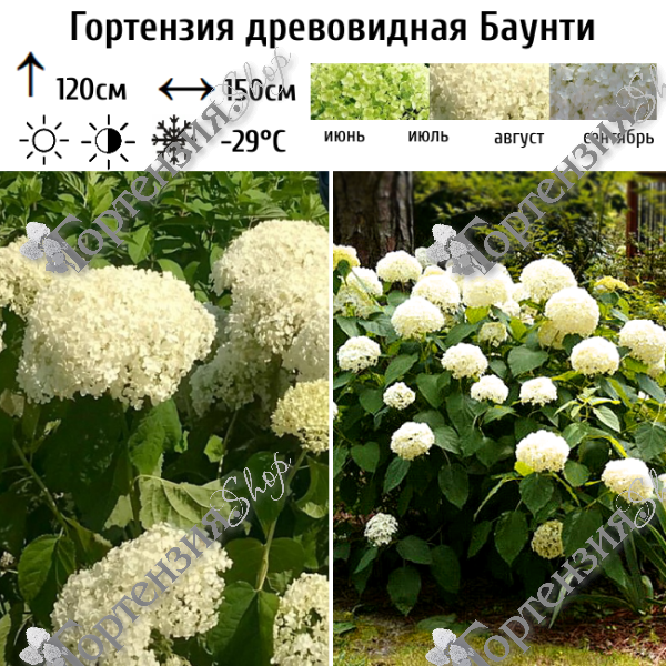 Гортензия древовидная "Баунти"