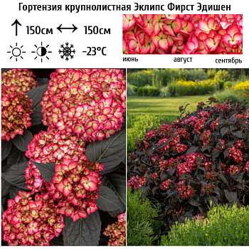 Гортензия крупнолистная "Эклипс Фирст Эдишен" 