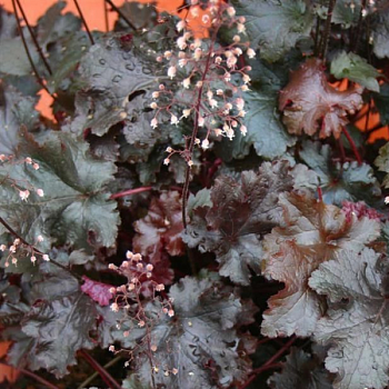 Гейхера гибридная  "Блэк Си" 