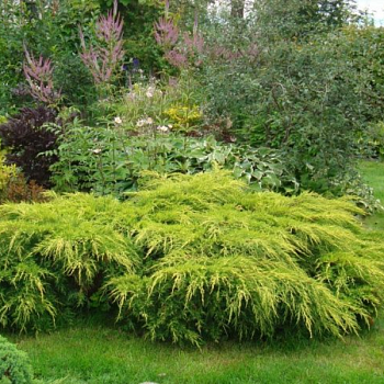 Можжевельник средний "Голд Кост" 