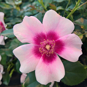 Роза миниатюрная "Bravo Babylon Eyes" 