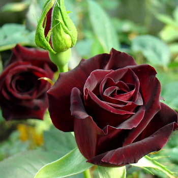 Роза чайно-гибридная "Black Baccara" 