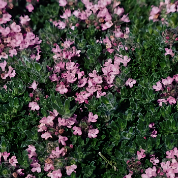 Тимьян ранний "Пинк Чинтз" 