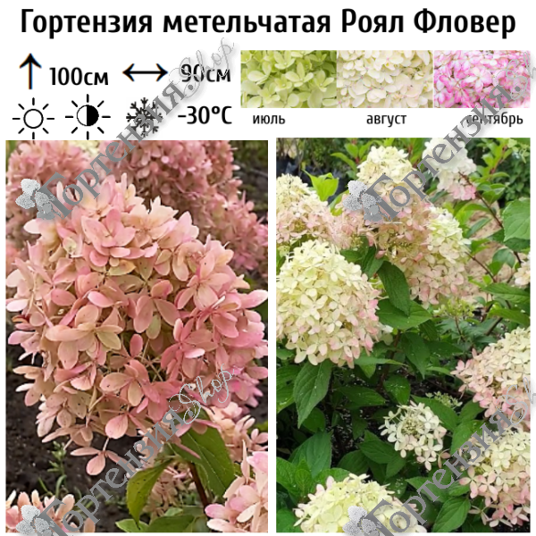 Гортензия метельчатая "Роял Фловер"