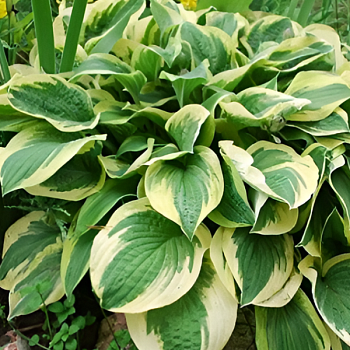 Хоста "Вайд Брим" 