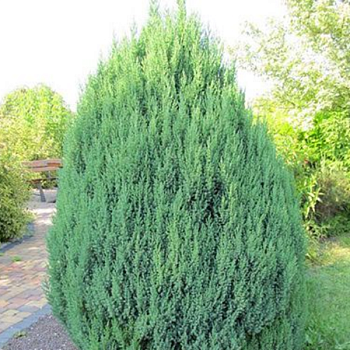 Можжевельник китайский "Стрикта" 