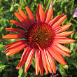Эхинацея пурпурная 