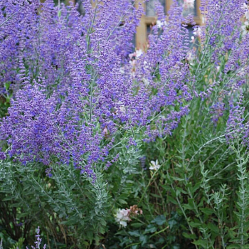 Перовския гибридная "Блю Спайр" 