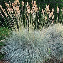 Цветы многолетние