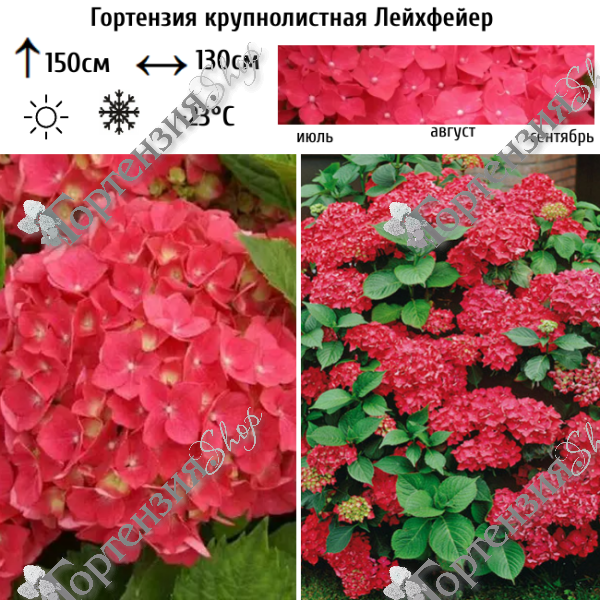 Гортензия крупнолистная "Лейхфейер"