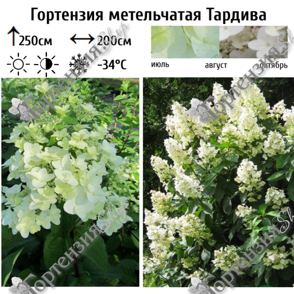 Гортензия метельчатая "Тардива"