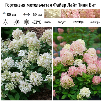 Гортензия метельчатая "Фаер Лайт Тини Бит" 
